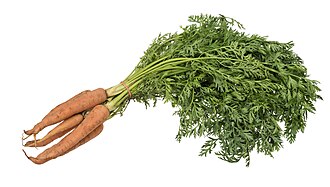 Fresh orange carrots