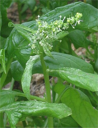 Fresh spinach leaves